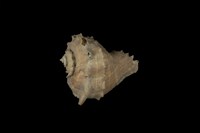 藏品(白皺岩螺)的圖片